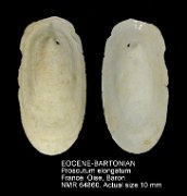 EOCENE-BARTONIAN Proscutum elongatum